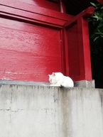 猫1