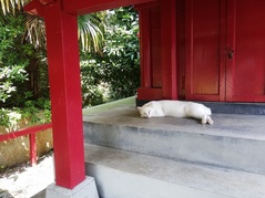 猫2