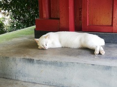 猫3